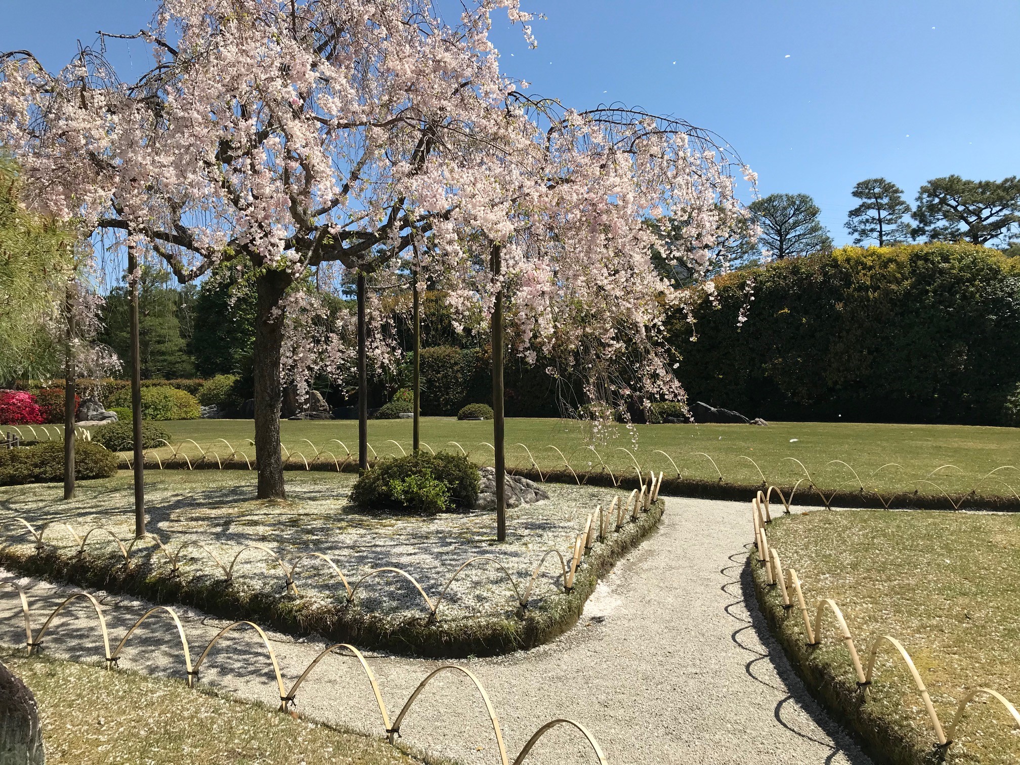 城南宮神苑はしだれ桜の名所 参拝者無料駐車場があるので車が便利 京都はんなりずむ