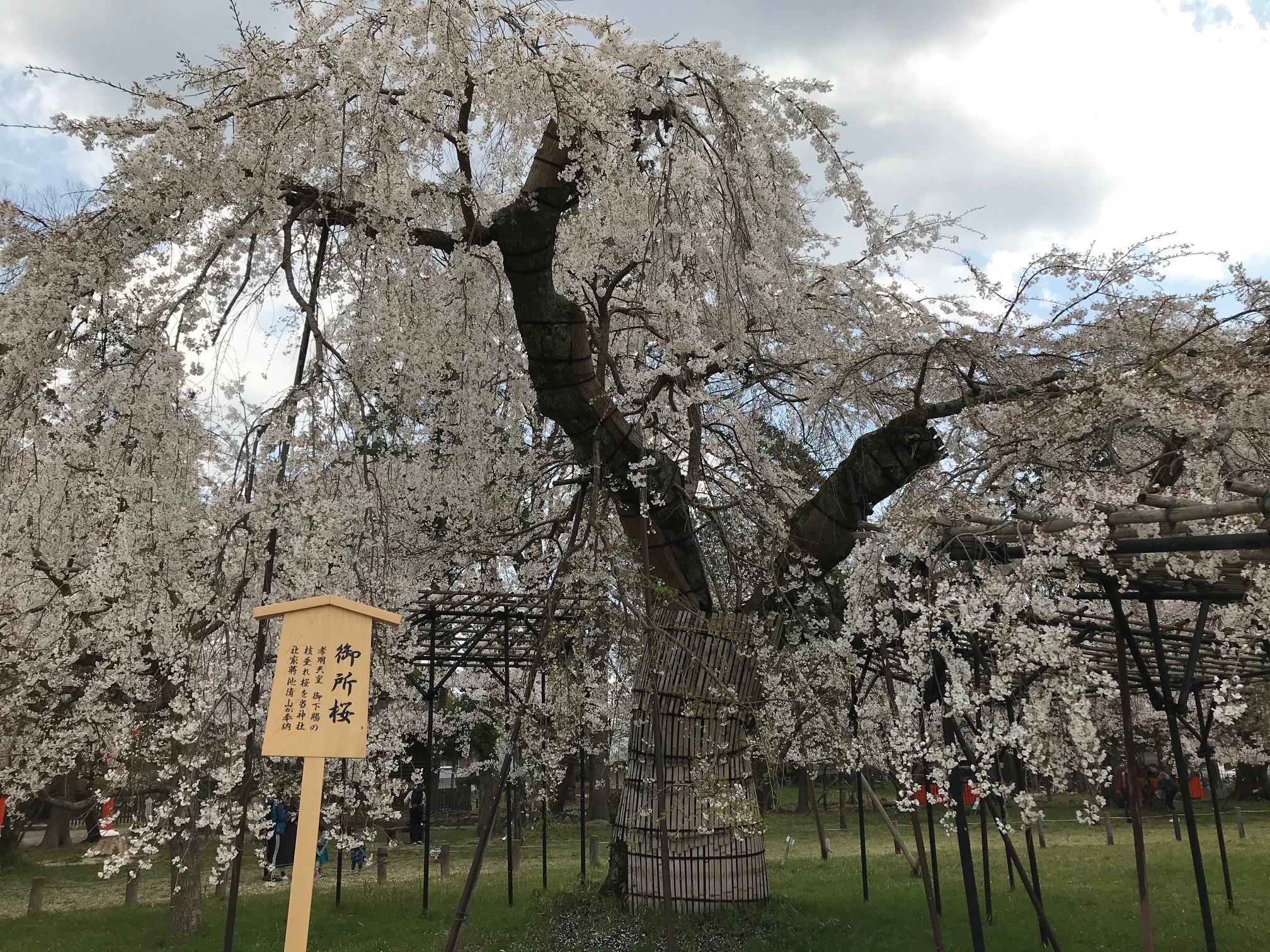 上賀茂神社 世界遺産に咲く２大名桜 斎王桜 と 御所桜 のお花見 京都はんなりずむ