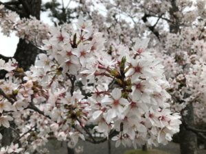 金戒光明寺は桜とアフロと法然上人も眺めたという夕日の名所 京都はんなりずむ