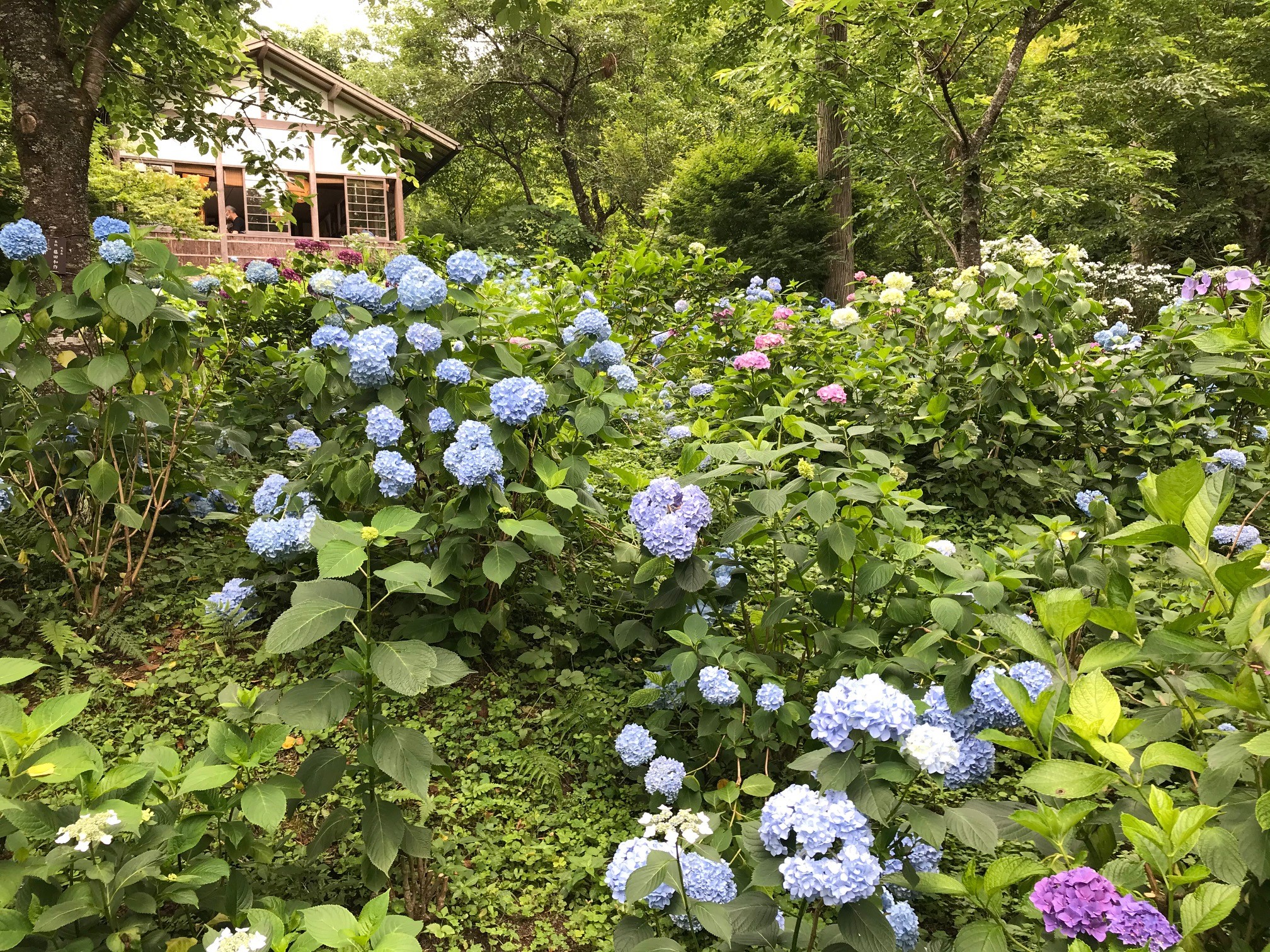 大原三千院のあじさい苑で京都屈指の約50品種1000株の紫陽花を観賞 京都はんなりずむ