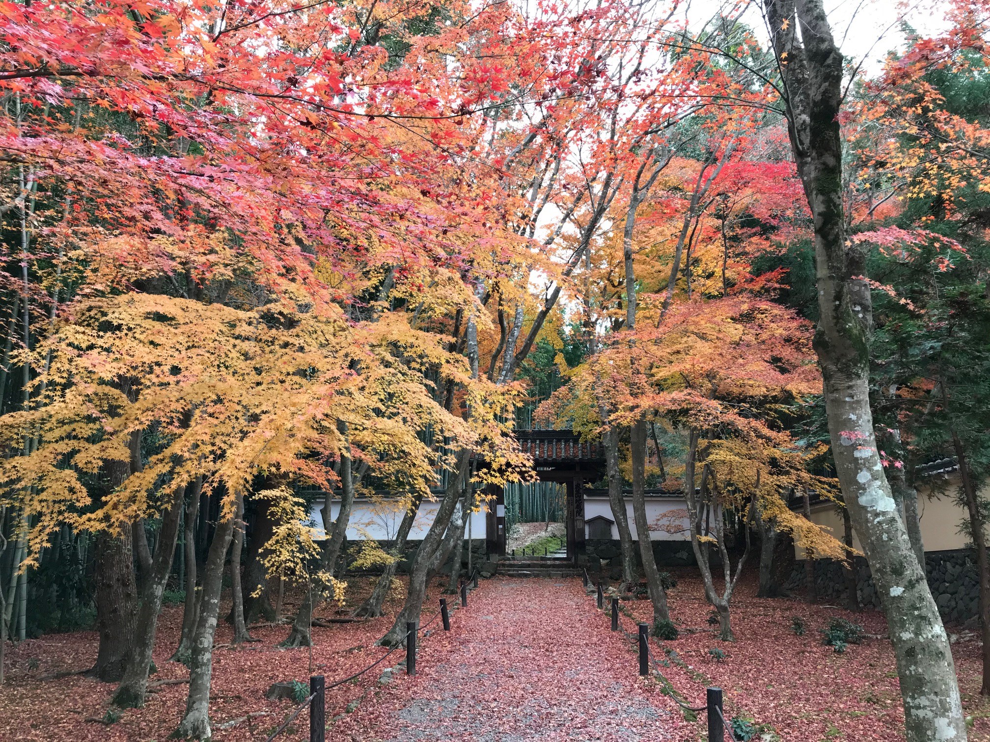 京都松尾 隠れた紅葉名勝 竹の寺地蔵院と浄住寺で秋の締め括り 京都はんなりずむ