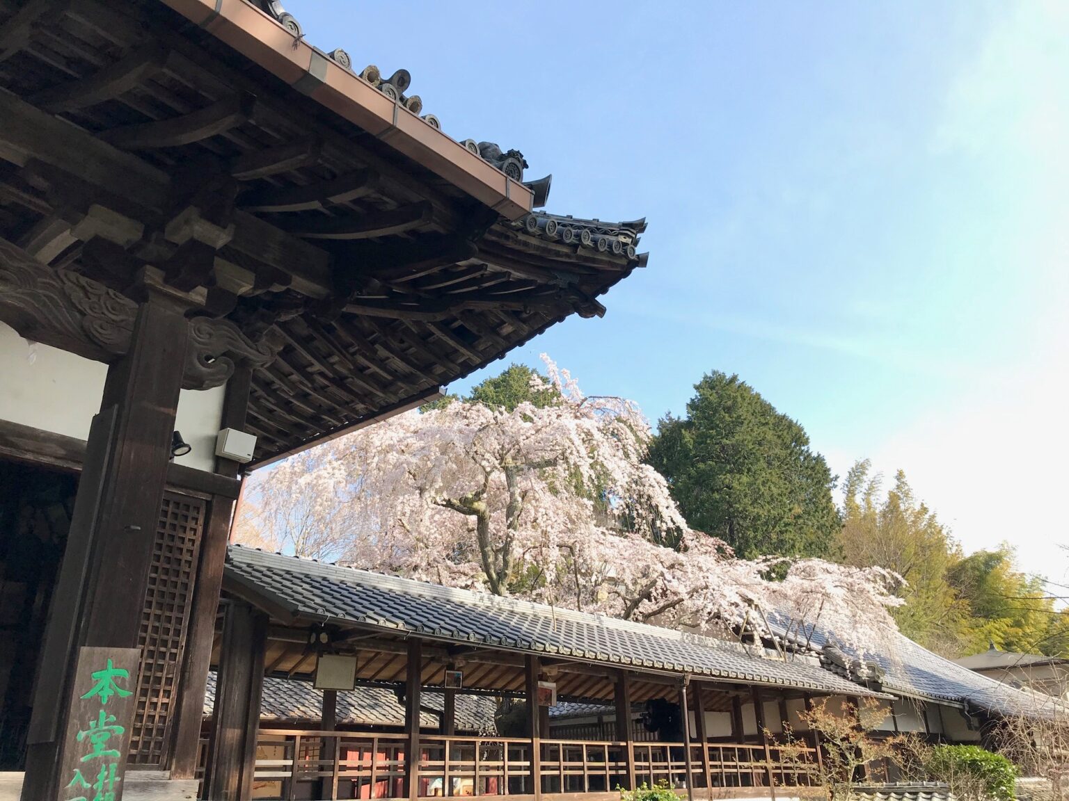 十輪寺は京都の隠れた桜名所？なりひら桜と呼ばれる一本桜に感動 京都はんなりずむ