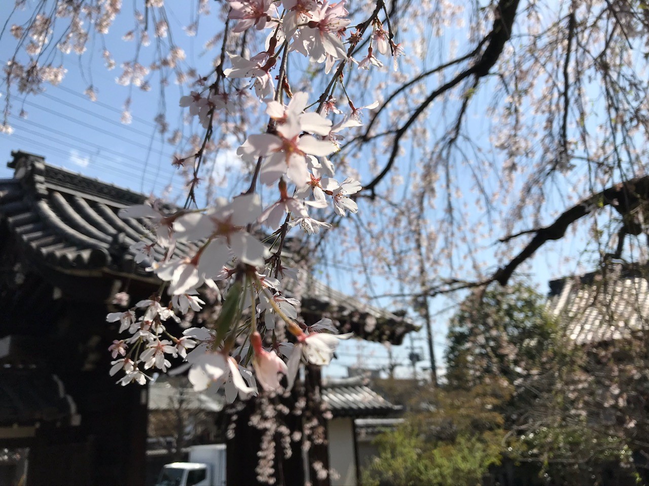 京都隠れた桜名所 上品蓮台寺のしだれ桜 見頃と開花情報について 京都はんなりずむ