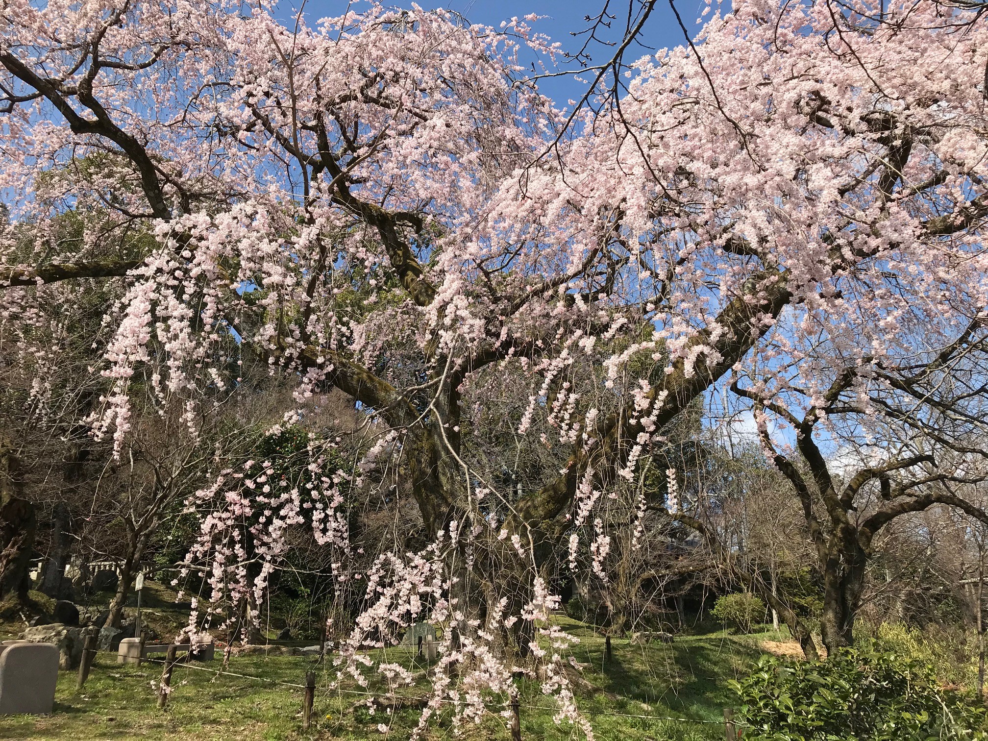 岩屋寺は山科の隠れた桜名所 大石内蔵助ゆかりの地に咲くしだれ桜 京都はんなりずむ