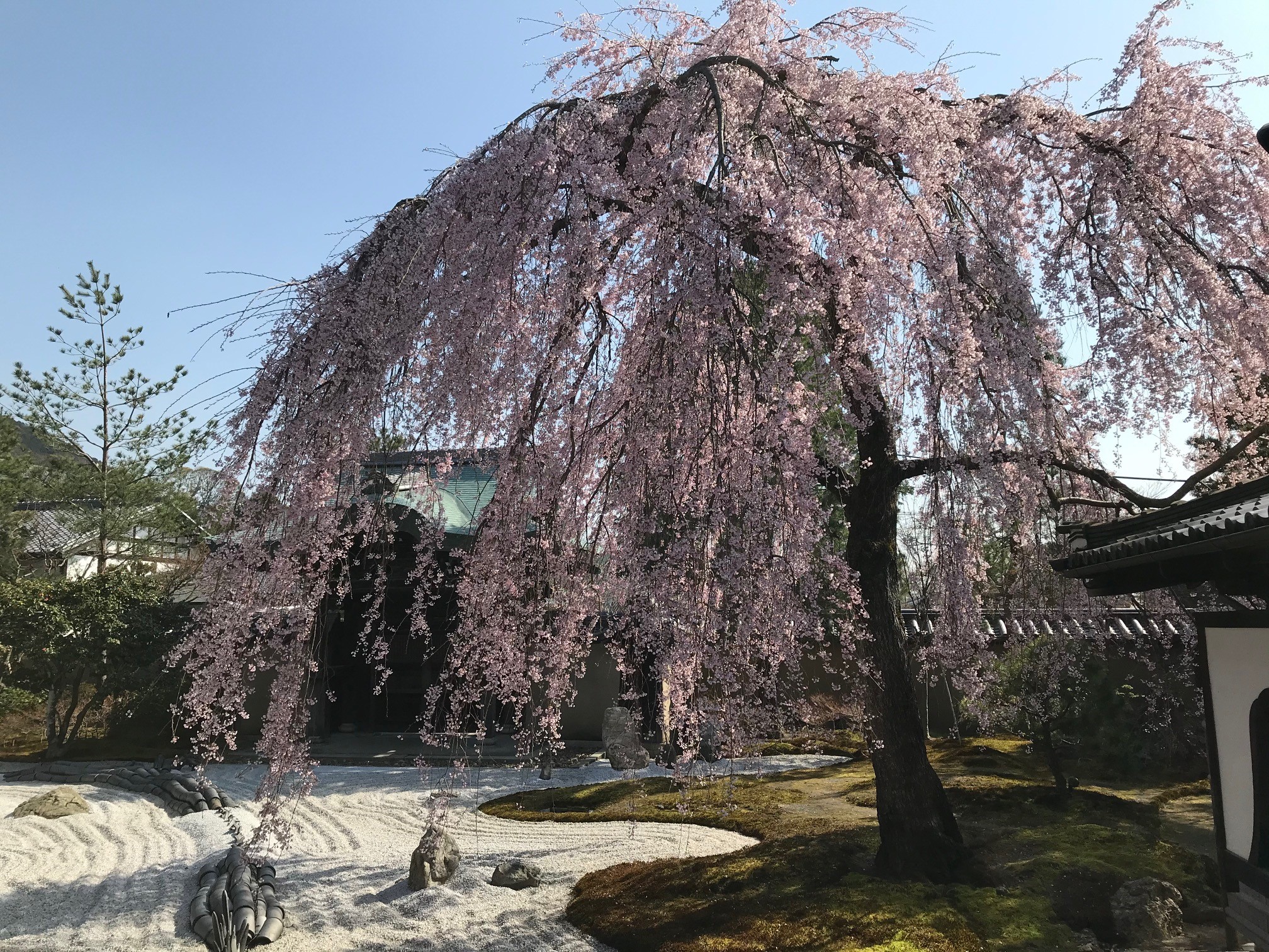 高台寺のしだれ桜と円山公園の祇園しだれが21年は既に満開に 京都はんなりずむ