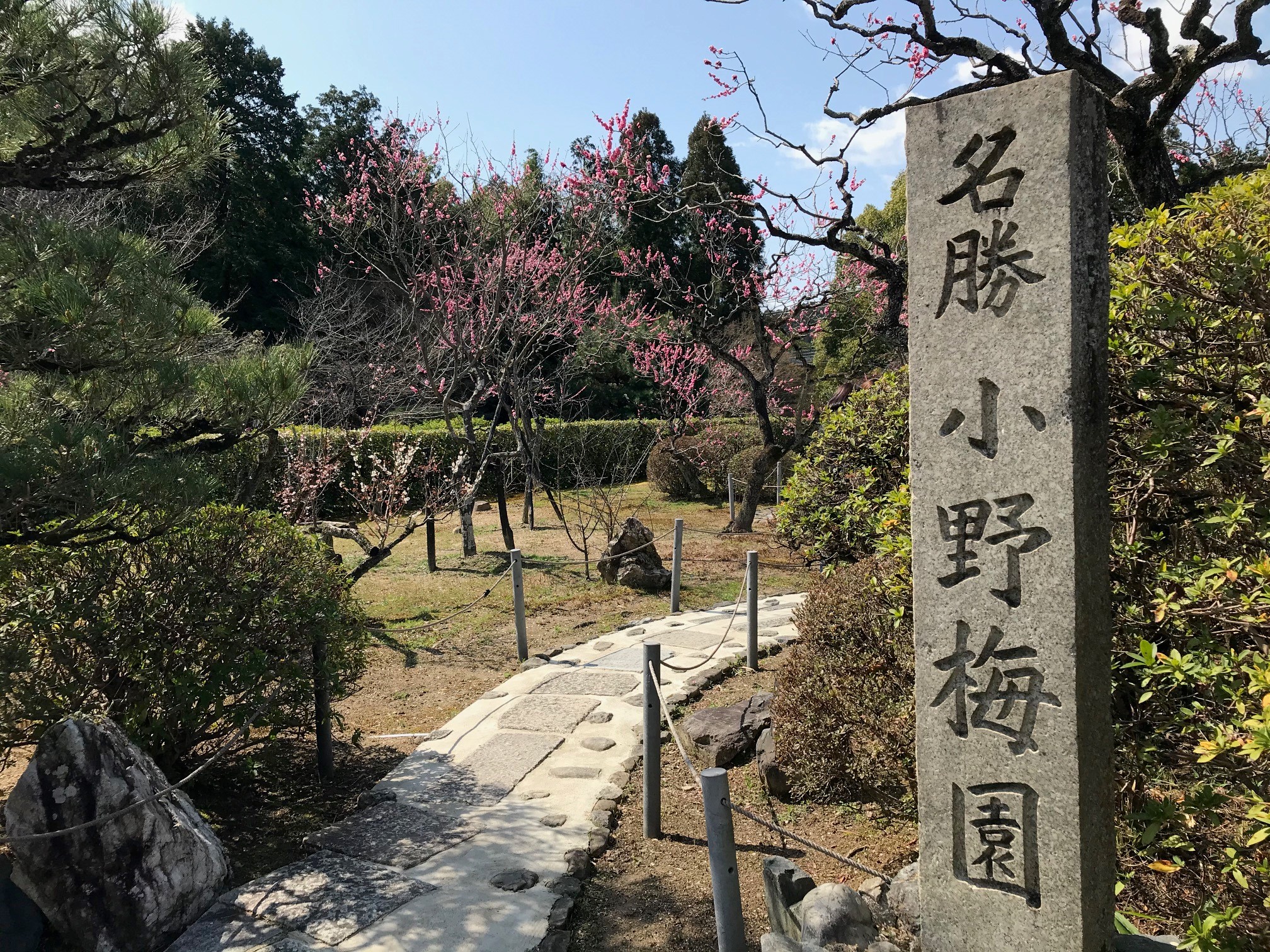 随心院の小野梅園が21年は無料公開 梅の見頃とはねず踊り中止 京都はんなりずむ