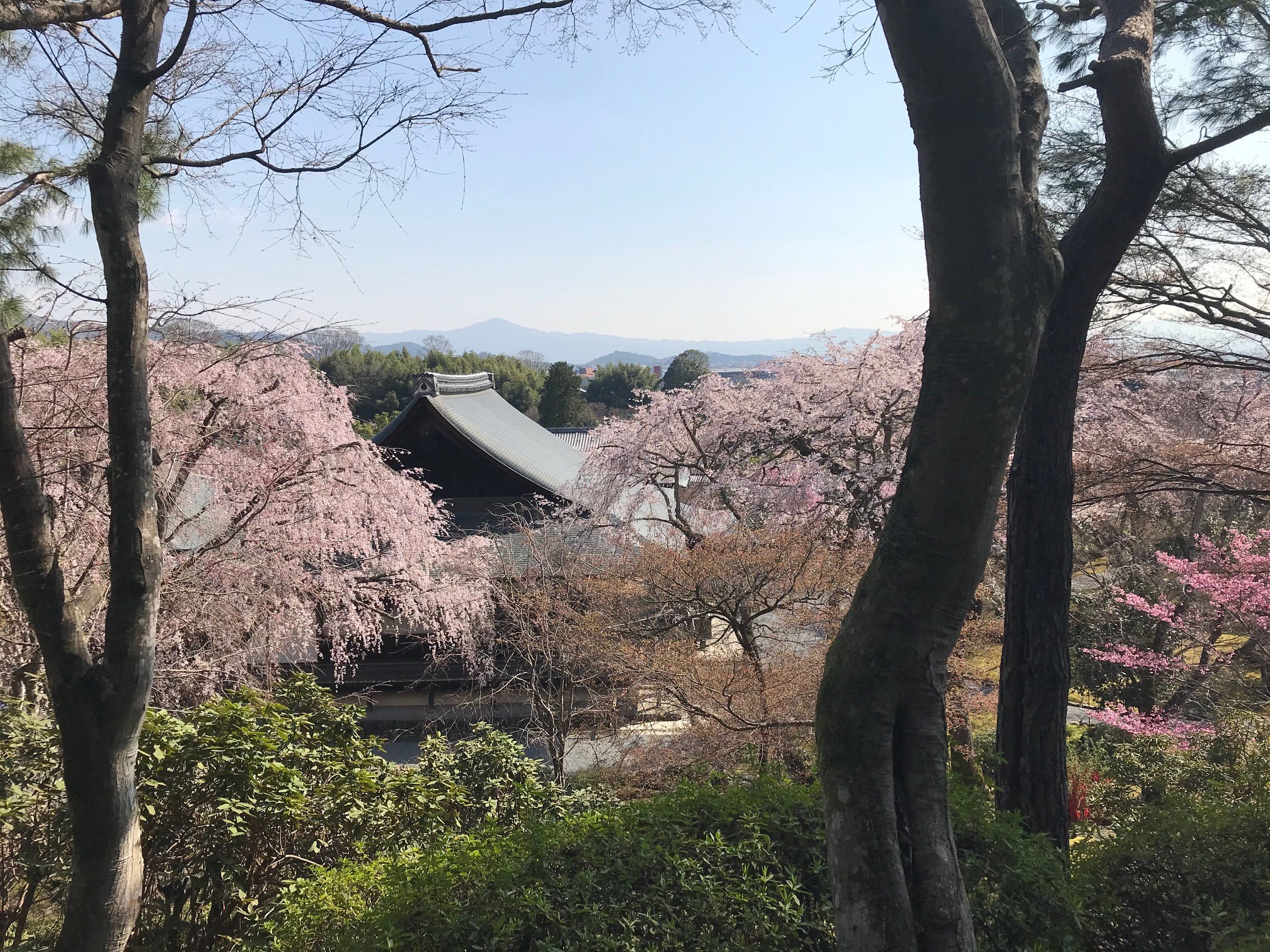 天龍寺の桜が満開になるのはいつ頃 望京の丘から眺める幻想の世界へ 京都はんなりずむ