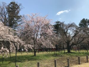 上賀茂神社 世界遺産に咲き誇る斎王桜と御所桜 ２大名桜のお花見 京都はんなりずむ