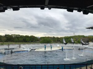 京都水族館の口コミを検証 つまらないのはイルカショー それとも 京都はんなりずむ