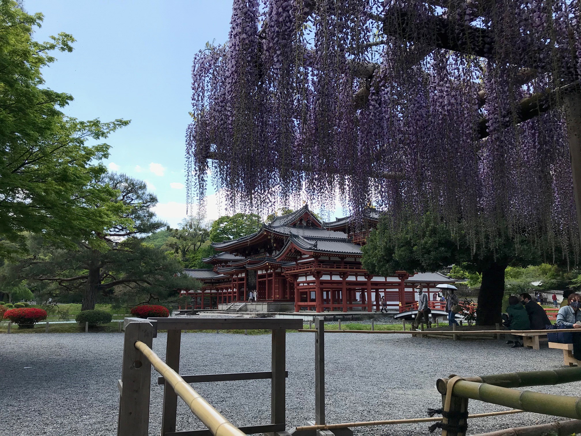 平等院に咲く２万房の藤の花が既に見頃 気になる21年開花状況は 京都はんなりずむ