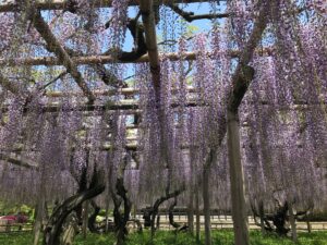 平等院に咲く２万房の藤の花が既に見頃 気になる21年開花状況は 京都はんなりずむ