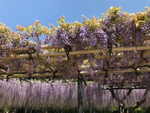 平等院に咲く２万房の藤の花が既に見頃 気になる21年開花状況は 京都はんなりずむ