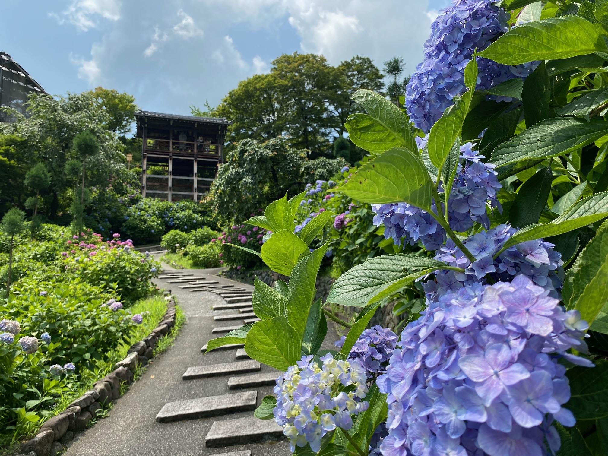 善峯寺のあじさい見頃21と開花情報 美しく撮影できるポイント紹介 京都はんなりずむ