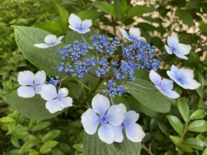 善峯寺のあじさい見頃21と開花情報 美しく撮影できるポイント紹介 京都はんなりずむ