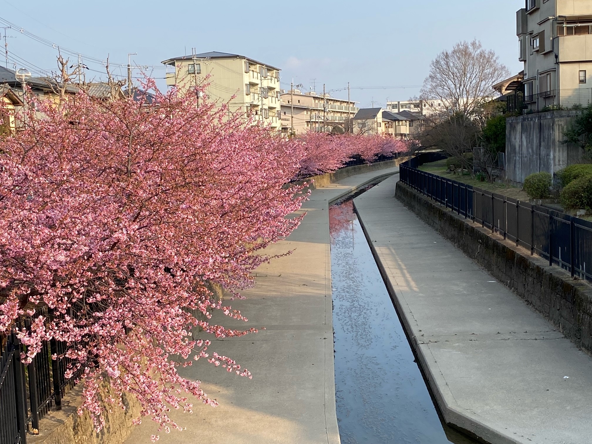 淀水路の河津桜 22開花状況と見頃 アクセスと駐車場について 京都はんなりずむ