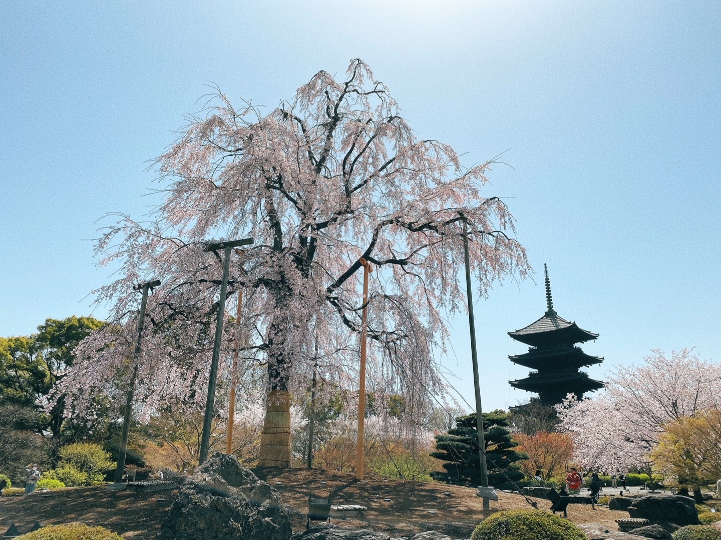 東寺の不二桜と五重塔のコントラストが美しい 境内桜の見どころは 京都はんなりずむ